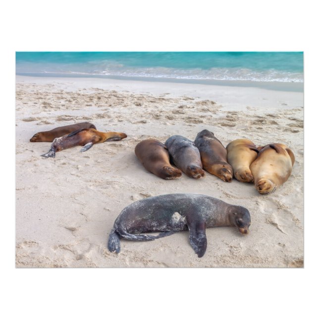Impression Photo Otaries se reposant sur la plage (Devant)