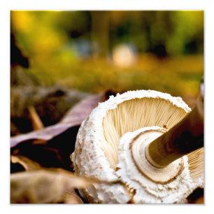 Impression Photo Où est Alice ? Vie morte des champignons