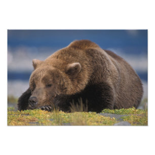 Impression Photo Ours brun, grizzly, faisant une sieste, Katmai