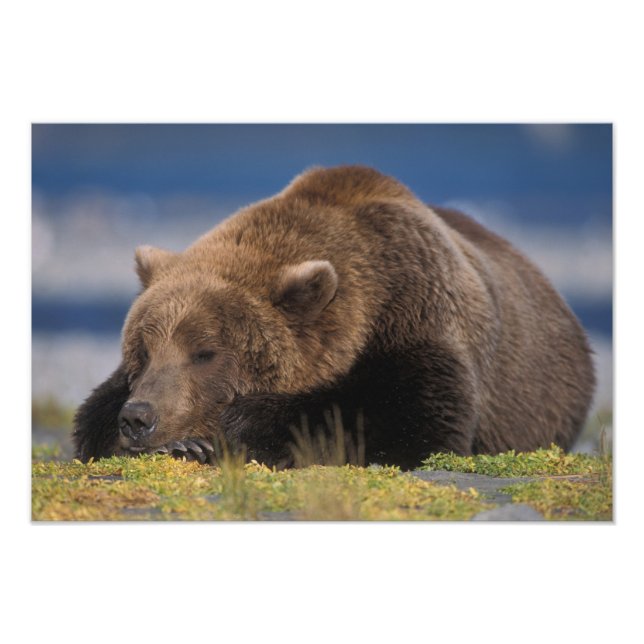 Impression Photo Ours brun, grizzly, faisant une sieste, Katmai (Devant)