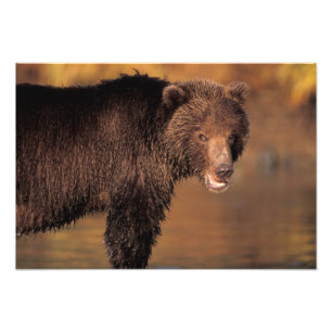 Impression Photo ours brun, Ursus arctos, grizzly, Ursus
