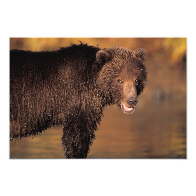 Impression Photo ours brun, Ursus arctos, grizzly, Ursus (Devant)