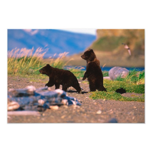 Impression Photo Ours brun, Ursus arctos, péninsule d'Alaska, (Devant)