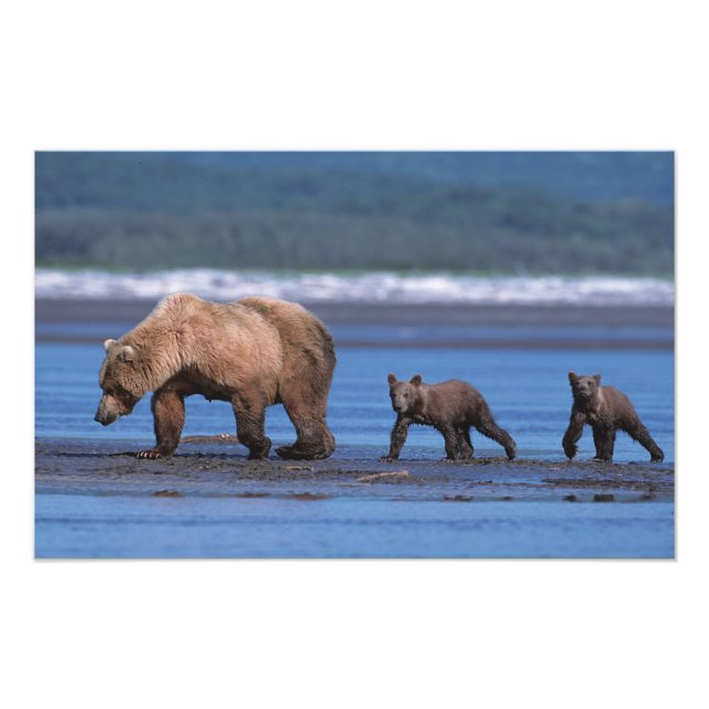 Impression Photo Ours brun, Ursus arctos, péninsule d'Alaska, 2 (Devant)
