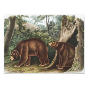 Impression Photo Ours de cannelle (Ursus Americanus var. Cinnamonum