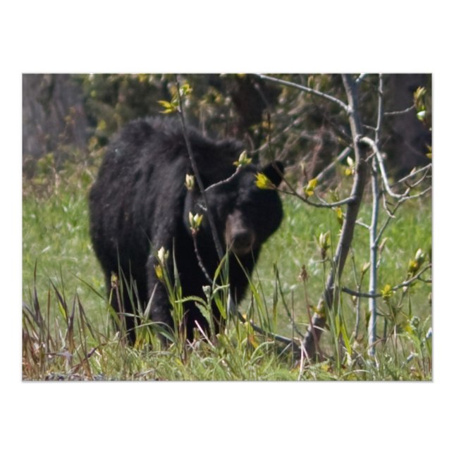 Impression Photo Ours de Pékin (Devant)