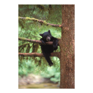 Impression Photo ours noir, Ursus americanus, petit dans un arbre