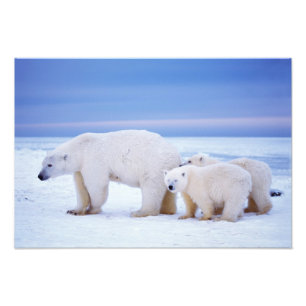 Impression Photo Ours polaire femelle avec des oursons