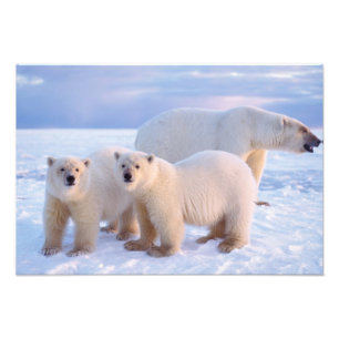 Impression Photo Ours polaire femelle avec des oursons sur la banqu