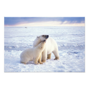 Impression Photo Ours polaire femelle avec ourson, meute