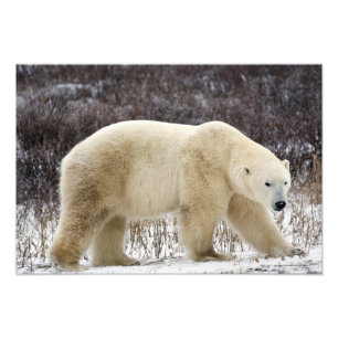 Impression Photo Ours polaire Ursus maritimus) à Churchill