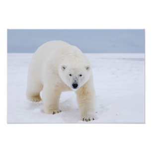 Impression Photo ours polaire, Ursus maritimus, sur glace et neige,
