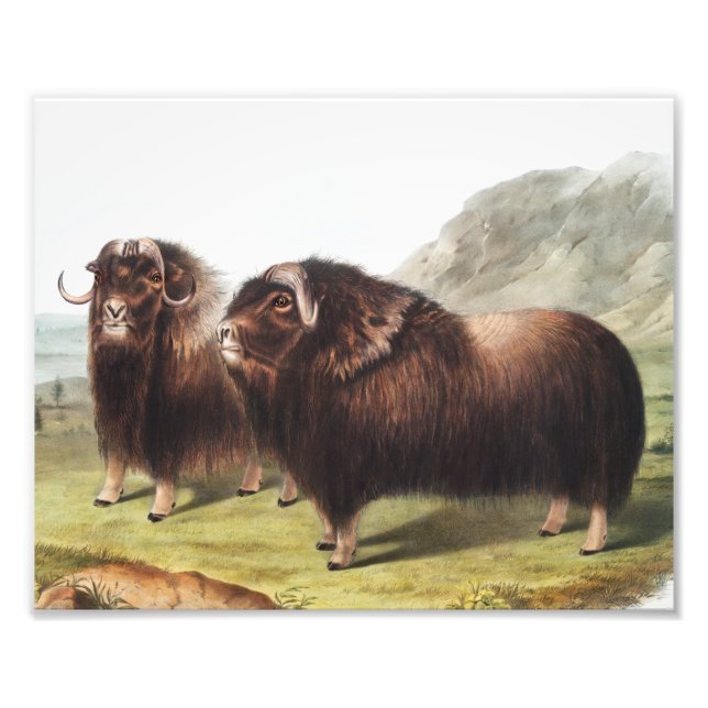 Impression Photo Ox musqué (Ovibos moschatus) (Devant)
