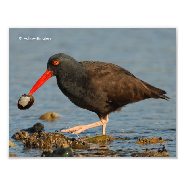 Impression Photo Oystercatcher noir avec palourde (Devant)