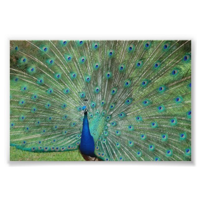Impression Photo Paignton Peacock (Devant)