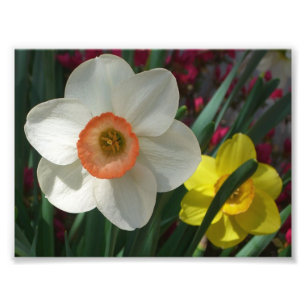 Impression Photo Pair of Daffodils Pink and Yellow Spring Flowers