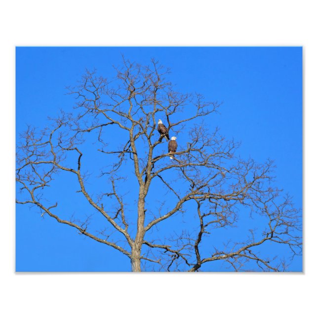 Impression Photo Paire d'aigle à tête blanche dans l'arbre (Devant)