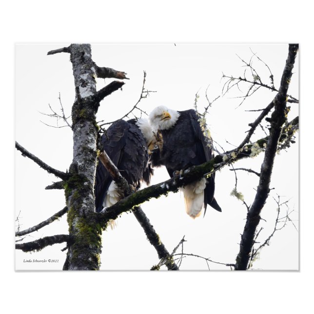 Impression Photo Paire d'aigle S'amuser ! (Devant)