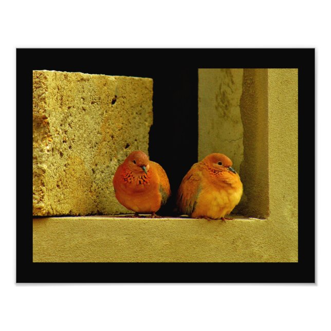 Impression Photo Paire de colombe (Devant)