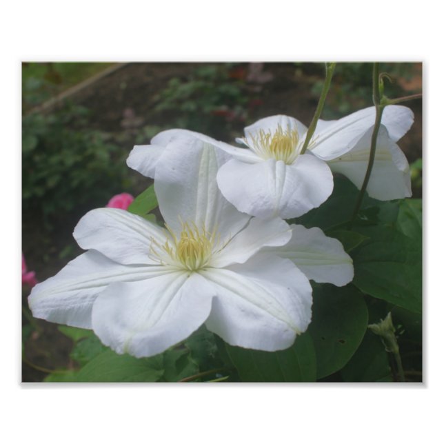 Impression Photo Paire de fleurs Clematis blanches 8x10 (Devant)