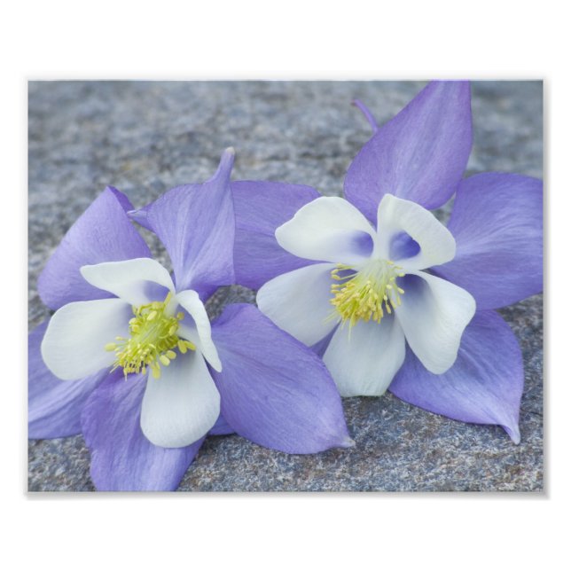 Impression Photo Paire de fleurs Columbine (Devant)
