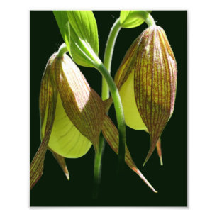 Impression Photo Paire de fleurs de chlipper de Lady Orchidée blanc