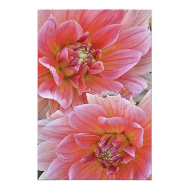 Impression Photo Paire de fleurs de Dahlia, Dahlia spp. , (Devant)