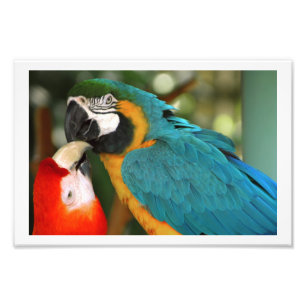 Impression Photo Paire de Macaws embrasser