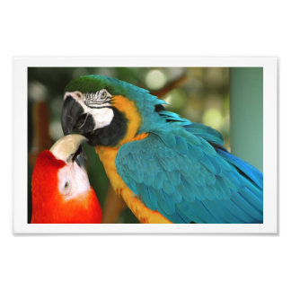 Impression Photo Paire de Macaws embrasser