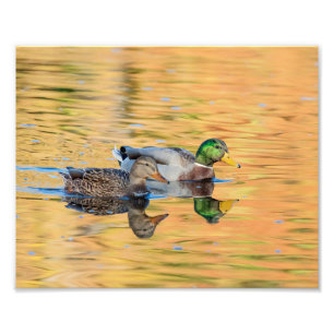 Impression Photo Paire de Mallards