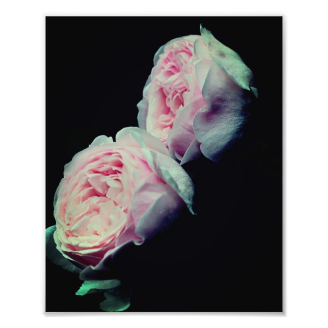 Impression Photo Paire rose Roses 8x10 (Devant)