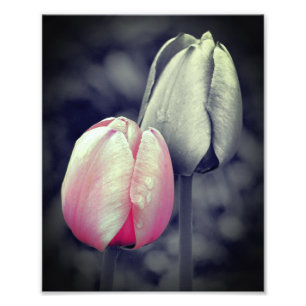 Impression Photo Paire Tulipe Rose Couleur Partielle Noir Et Blanc 