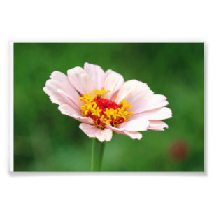 Impression Photo Pâlissez - le Zinnia rose