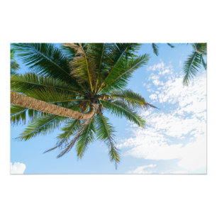 Impression Photo Palmier à noix de coco tropical sous un ciel bleu