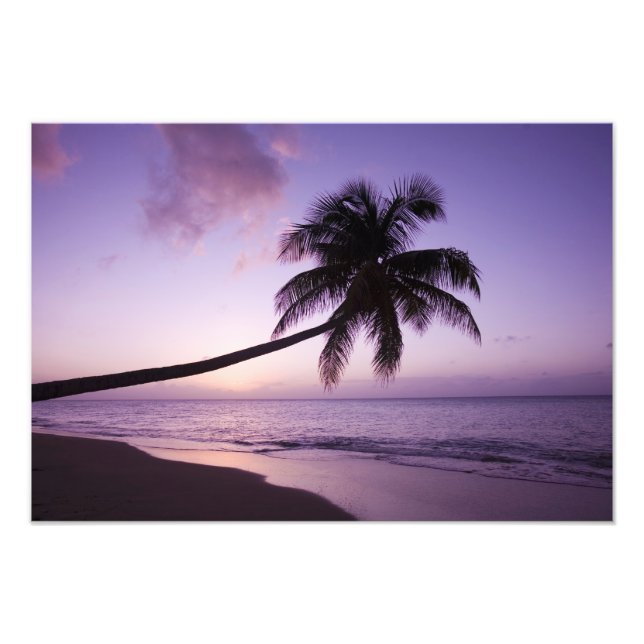 Impression Photo Palmier solitaire au coucher du soleil, plage de C (Devant)