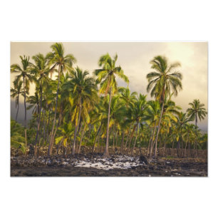 Impression Photo Palmiers, Parc Historique National Pu'uhonua o