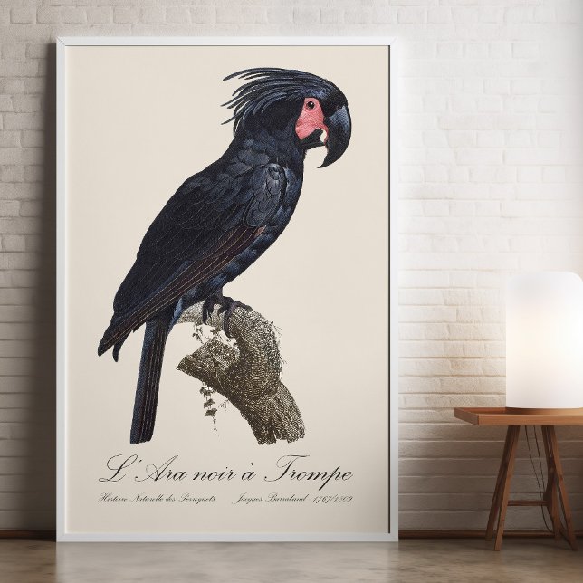 Impression Photo Palmisano Cacatoès, perroquet Probosciger aterrimu (L' Ara Noir a Trompe / Palm Cockatoo. Photo Print)