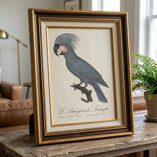 Impression Photo Palmiste noir, Probosciger aterrimus (Great Black Palm Cockatoo, Probosciger aterrimus. Photo Print )