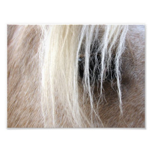 Impression Photo Palomino