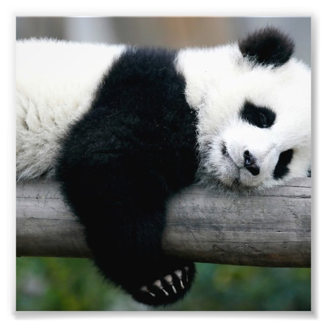 Impression Photo Panda Hugging Post (Devant)