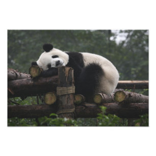 Impression Photo Pandas géants au centre de protection des pandas g