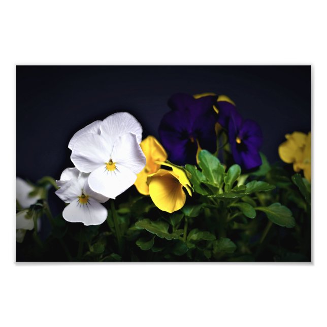 Impression Photo Pansies jaune et violet blanc (Devant)