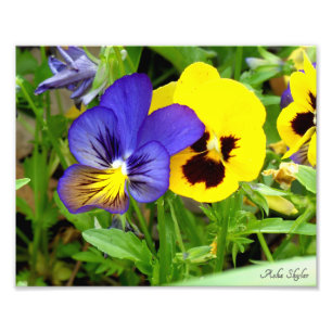 Impression Photo Pansies nocturnes et diurnes