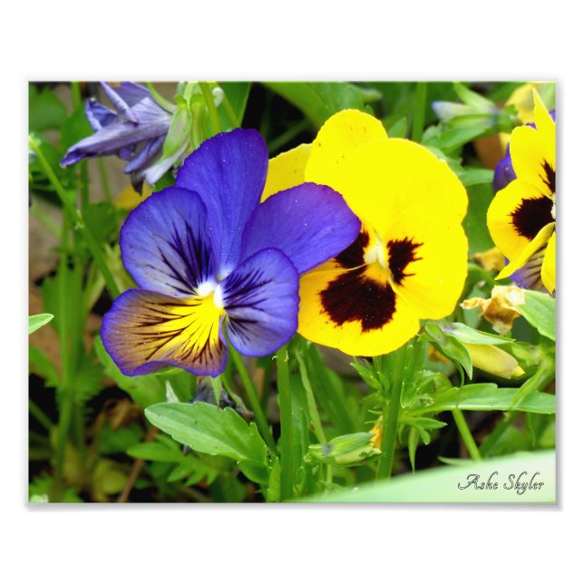 Impression Photo Pansies nocturnes et diurnes (Devant)