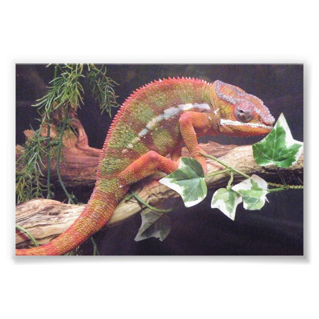 Impression Photo Panther Chameleon (Devant)