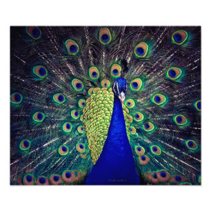 Impression Photo Paon bleu cobalt
