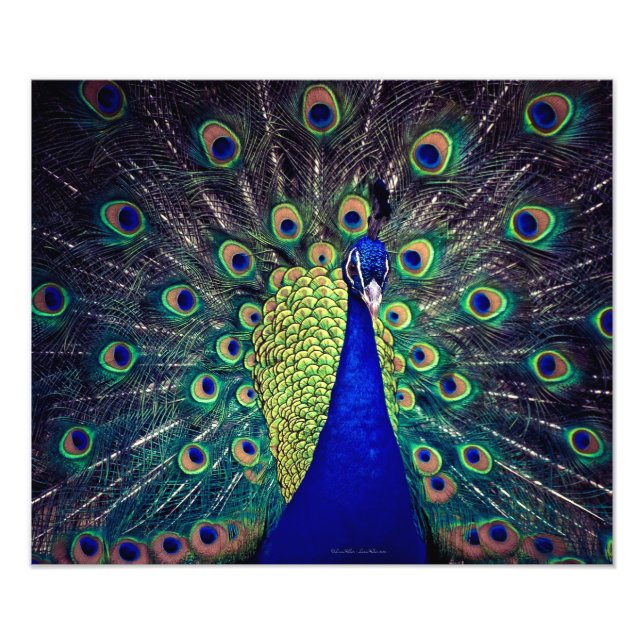 Impression Photo Paon bleu cobalt (Devant)