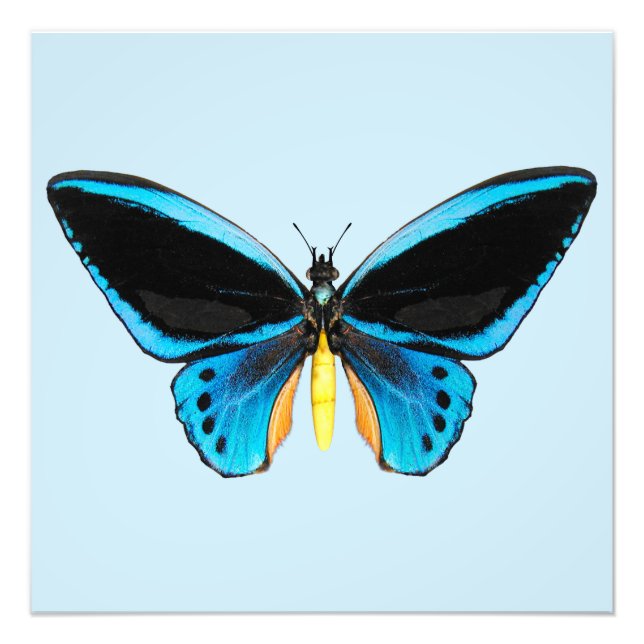 Impression Photo Papillon (Devant)
