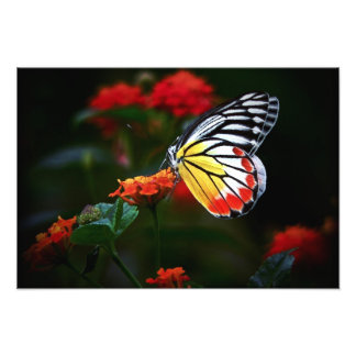 Impression Photo Papillon