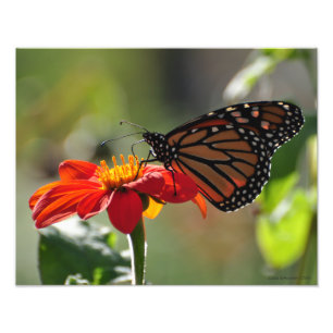 Impression Photo Papillon 11X14 Monarch sur le flambeau mexicain de